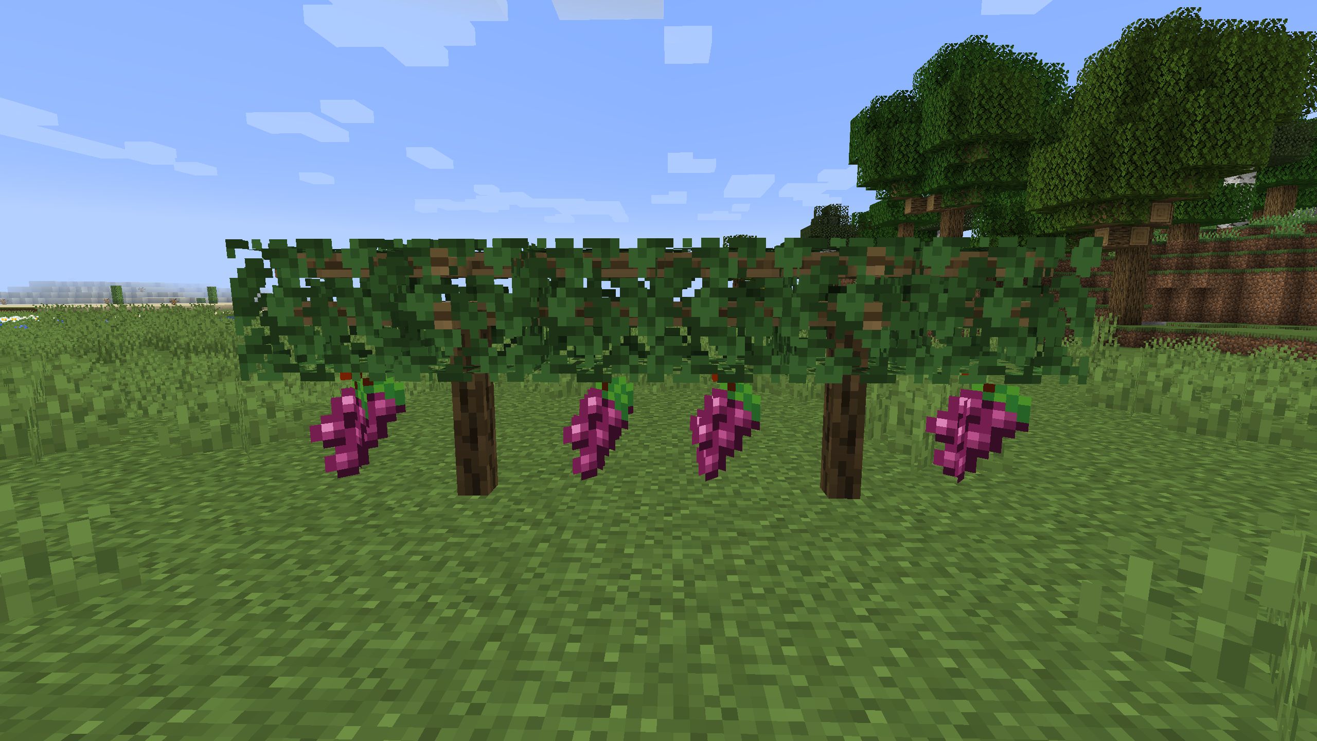 как сажать виногда в майнкрафт #3