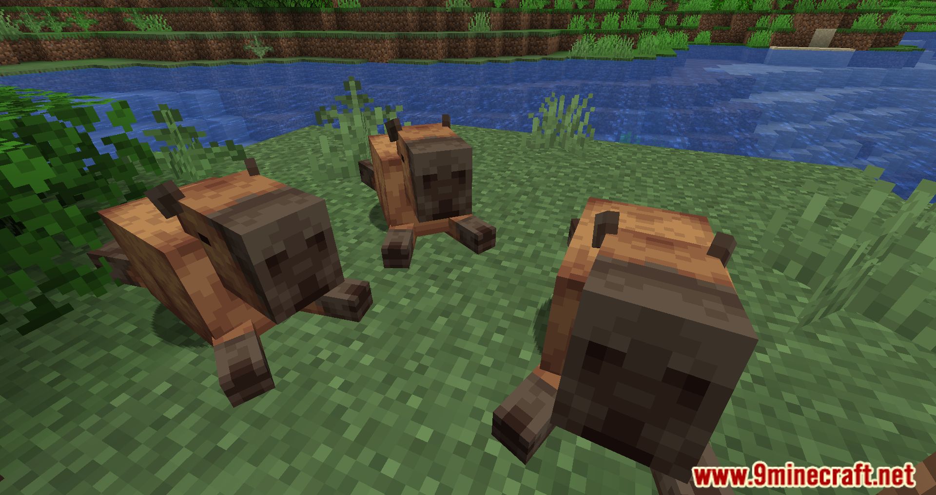 Capybara Mod (1.20.2, 1.19.3) - New Creatures Appear In The Jungle 